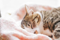 【ネコちゃん歓迎！猫ちゃん専用プラン】部屋食◆ネコちゃんとのご旅行をサポート【キャット用具】&【キャットルーム】♪