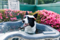 【ペット（愛犬・愛猫）との一人旅】自由気ままに楽しもう！《1人旅にやさしい宿》～お食事処（1泊2食つき）