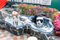 21時までのチェックインで日光・鬼怒川の観光を愛犬・愛猫と満喫プラン【1泊朝食つき】