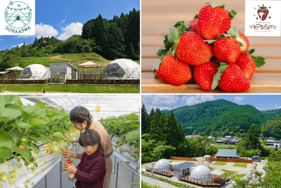 【ドームテント】土日・1日1組限定!!いちご狩りセット☆自然と星空のプライベート空間で贅沢を味わうBBQプラン!選べるアップグレード♪