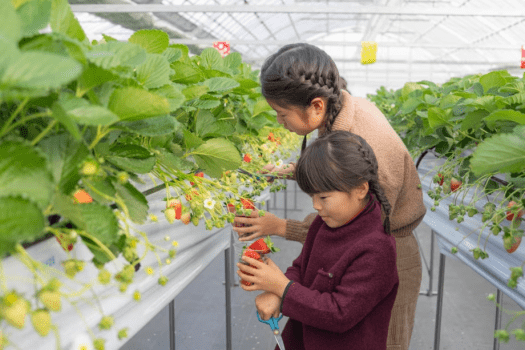 【古民家】土日・1日1組限定!!いちご狩りセット☆非日常に浸る!自然とゆっくり過ごす贅沢BBQプラン!選べるアップグレード♪1～6名様用