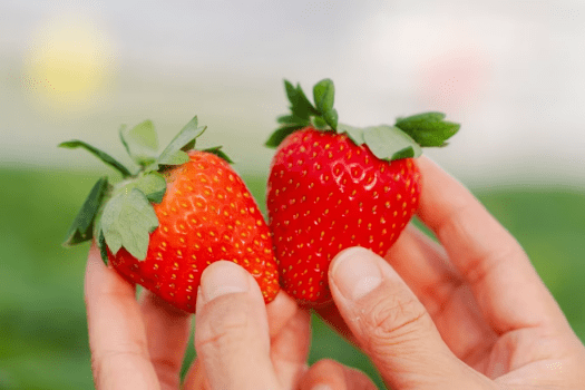 【ドームテント】土日・1日1組限定!!いちご狩りセット☆自然と星空のプライベート空間で贅沢を味わうBBQプラン!選べるアップグレード♪