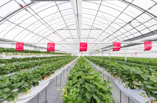 【古民家】土日・1日1組限定!!いちご狩りセット☆非日常に浸る!自然とゆっくり過ごす贅沢BBQプラン!選べるアップグレード♪1～6名様用