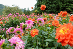 ☆花花　ダリアプラン☆【お部屋食】
