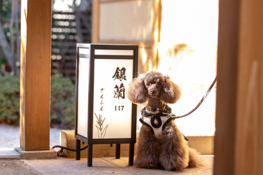 【愛犬と過ごす】オンライン決済限定５％OFF・＜1日1室限定＞静寂の森で愛犬と共に叶えるおこもりステイ