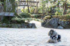 露天風呂付　ヴィラ　ペットルーム