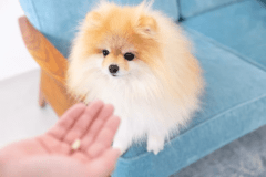 ◆ペット同伴可能◆愛犬とプライベートサウナを楽しむドッグキャビン【バレルサウナ付】