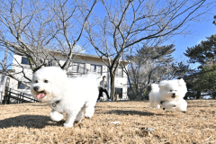 【屋外ドッグラン】豊かな自然の中の潮風が心地いい♪