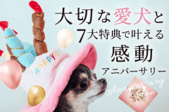 大切な日を愛犬と7大特典で叶える感動アニバーサリー♪