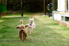 プライベートドッグ ≪プライベートドッグラン・バレルサウナ付き≫