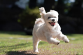 ≪愛犬同伴可能≫■フォレストグラスキャビン■4ベッド・1棟貸切-プライベートガーデン＆展望デッキ-