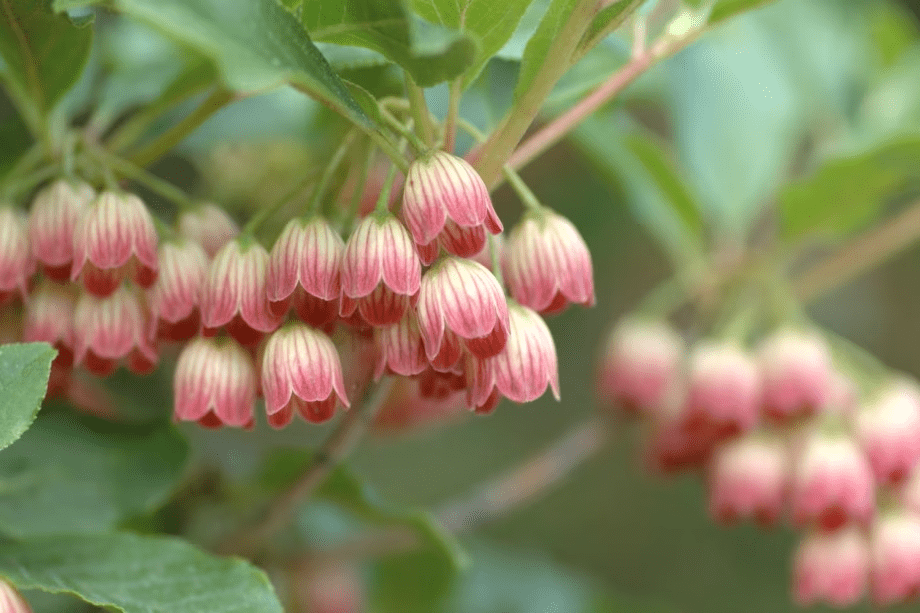 サラサドウダンツツジ・・・天然記念物やまねが蜜を吸いにあらわれるかも！？