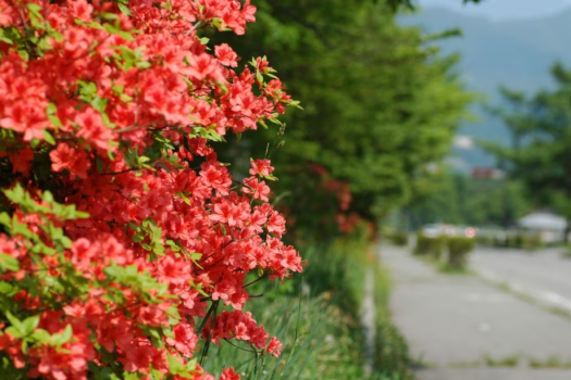 レンゲツツジ・・・オレンジ色の鮮やかな花を咲かせます