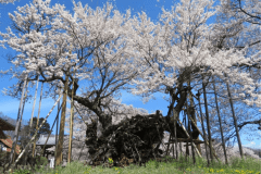 山高神代桜（実相寺境内）・・・清泉寮から車で40分