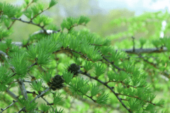 カラマツも芽吹き、グリーンシーズン到来です！