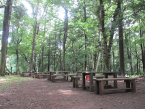 フォレストエリア