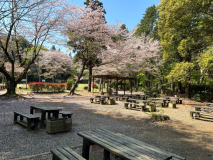 桜の時期のメインエリア