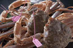 冬のカニプラン　【　月のなぎさモデスト　】　美味しく食べきりフルコース