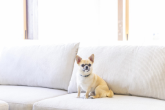 1棟貸のプライベート宿【ドッグラン付き】