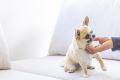 【素泊まり/お食事無し】お食事は自由にお持ち込みOK～愛犬と楽しむ Simple stay～
