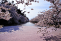 弘前城公園の桜～「死ぬまでに行きたい！世界の絶景」に選ばれ、近年話題となっている弘前公園外濠の花筏（はないかだ）。