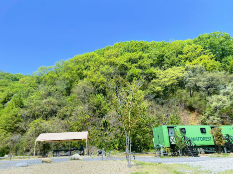 🌳ワイルドエリア🌳