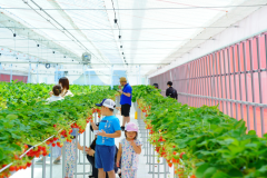 [1晚含晚餐和早餐]“高原草莓猪苗代Premium”草莓采摘方案