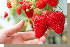 一年中イチゴ狩りをお楽しみいただけます。