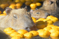 シャボテン公園