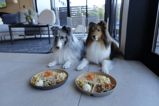 【お日にち限定】愛犬と過ごすお一人様プラン　～熟成肉と地魚のコース料理,熟成肉のBBQ お持ち込みなど選べるお食事～