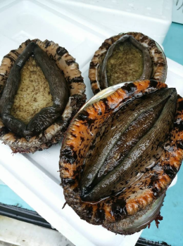 【夏限定】「天然アワビ堪能プラン」（お一人様１パイずつ）仲買人の主人だからこそ仕入れられる鮮度の良い夏のアワビを、目の前で踊る陶板焼き、お刺身（しゃぶしゃぶも可）でご堪能いただけます※12歳以下のお子様使用不可