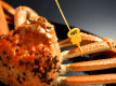 [Full Course] Abundant Crab Plan (approx. 1.0kg of Branded Echizen Crab used) [3 guests share 2 crabs] or[4 guests share 2 crabs]