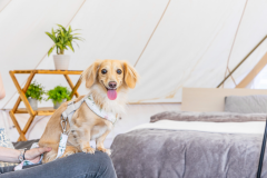 【ワンちゃん同伴ＯＫ】ドッグラン付スタンダードサイト