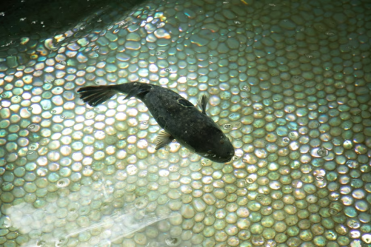 【生簀】はつしろこだわりのふぐも、生簀で鮮度抜群！ふぐ料理を楽しむならはつしろへ。