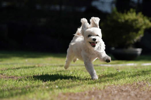 ■ワンちゃんも主役🐾■＜愛犬同伴専用プラン＞「10％OFF」＆ワンちゃんおやつ特典付き！広い空と海のオーシャンビューステイ