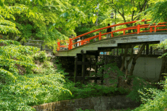 新緑に朱色が映える河鹿橋