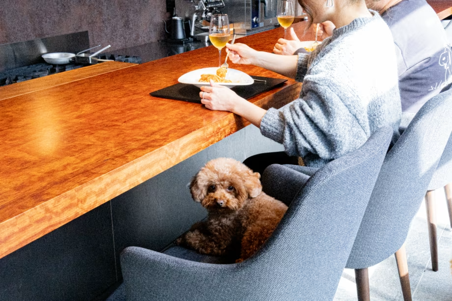 【1日1組限定】和と洋が織りなす贅沢なひととき ～夕食は天橋立「ほしうみ」で愛犬と楽しむ美食ステイ～
