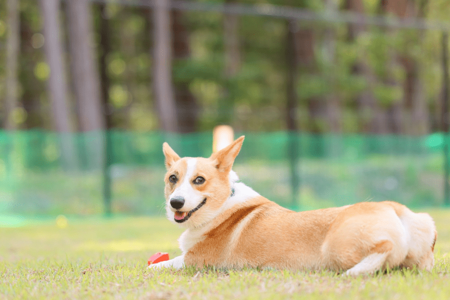 【旅っとペット限定】1,500円相当のワンちゃんご飯をプレゼント！雑誌＆WEBデビュー企画も♪【素泊り】