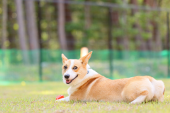 【愛犬同伴可能】ドッグドーム〈シングルベッド4台・定員4名〉