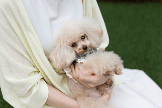 【愛犬と過ごす】おひとり様温泉ステイ