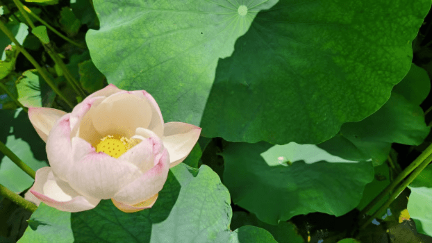 舞鶴公園　蓮