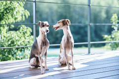 【わんちゃん可】ドッグヴィラ