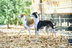 【わんちゃん可】ドッグドーム