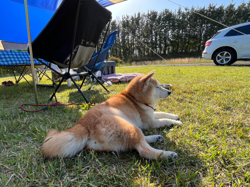 愛犬と一緒にキャンプできるプランです! 愛犬と一緒にキャンプできるプランです!