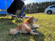 愛犬と一緒にキャンプできるプランです！