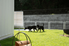 プライベートドッグラン付スイート