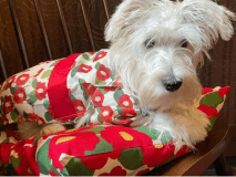 【フォトスポット】当館オリジナルの椿浴衣で撮影しませんか？わんちゃん用の椿浴衣のお貸出しいたします！