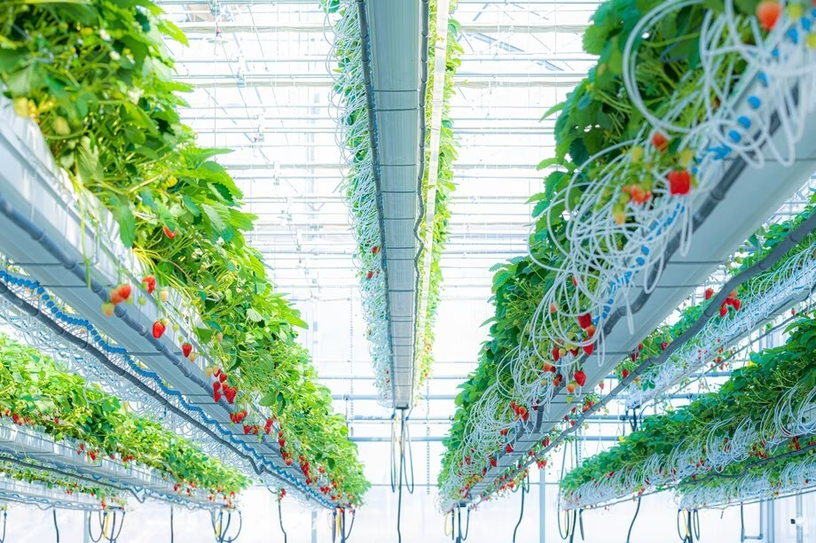 国内最大級の大型温室で美味しい苺が食べ放題！いちご狩り体験付／朝食付宿泊プラン（2月）