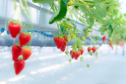国内最大級の大型温室で美味しい苺が食べ放題！いちご狩り体験付／朝食付宿泊プラン（2月）