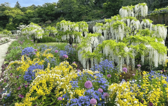 【浜名湖花フェスタ】はままつフラワーパーク入場券付ご宿泊プラン／朝食付宿泊プラン